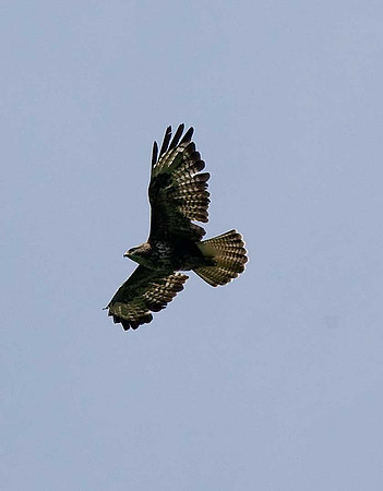 Buzzard