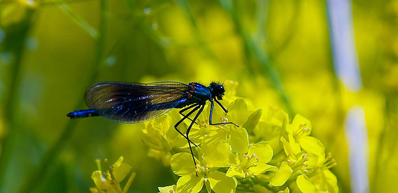 Banded Demoiselle
