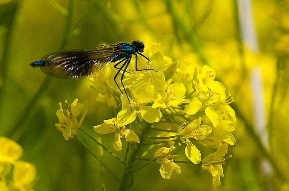 Banded Demoiselle