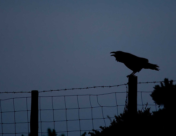 Raven