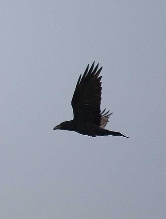 Raven