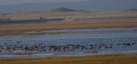 Brent Geese