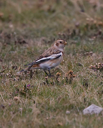 Snow Bunting