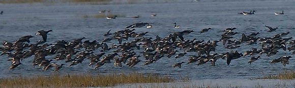 Brent Geese