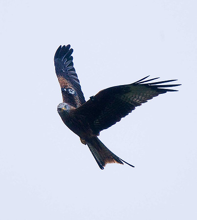 Red Kite