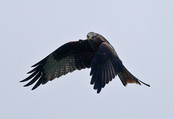 Red Kite