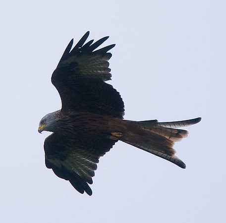 Red Kite