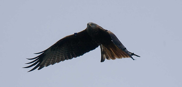 Red Kite