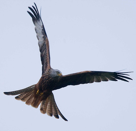 Red Kite