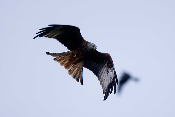 Red Kite