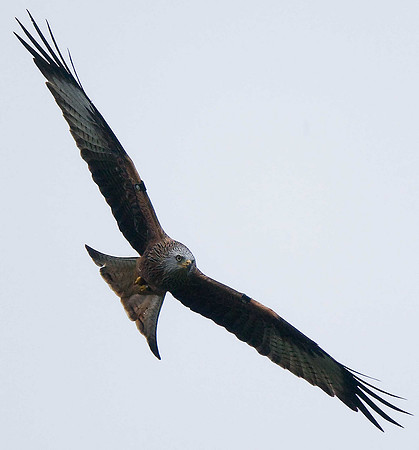 Red Kite