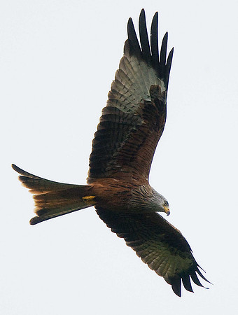 Red Kite