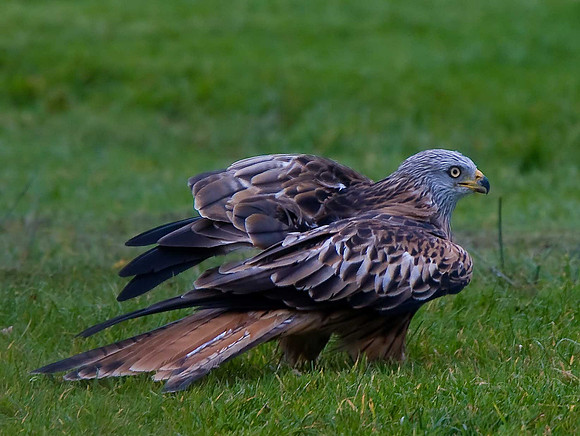 Red Kite