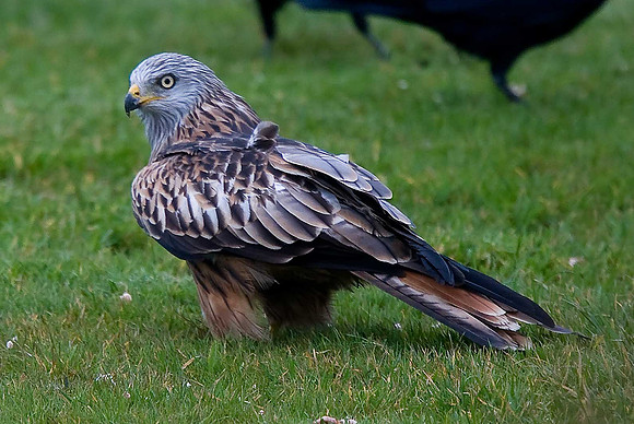 Red Kite
