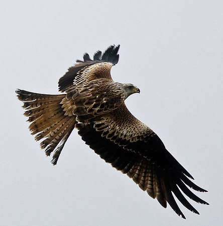 Red Kite