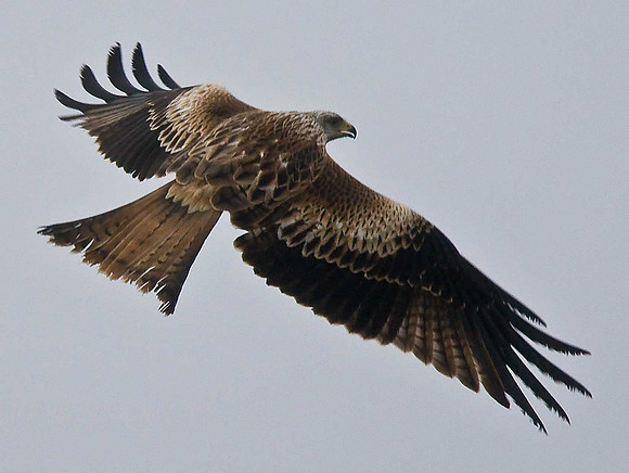 Red Kite