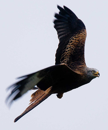 Red Kite