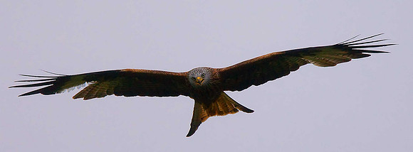 Red Kite