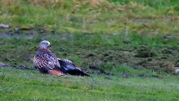 Red Kite