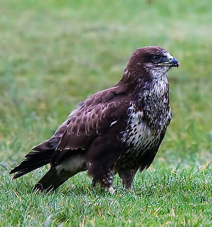 Buzzard