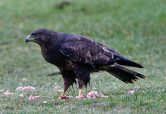 Buzzard