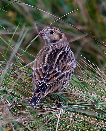 Lapland Bunting