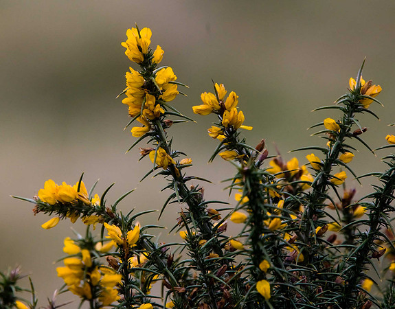 Gorse