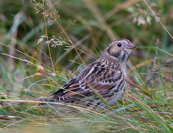 Lapland Bunting