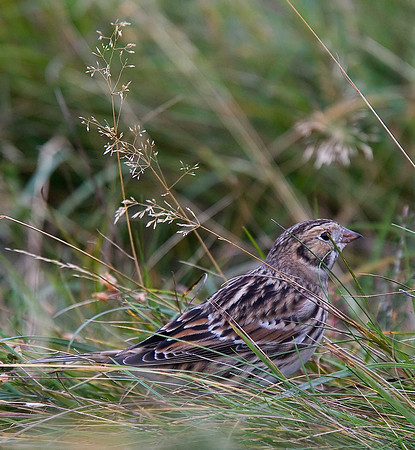 Lapland Bunting