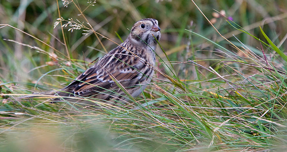 Lapland Bunting