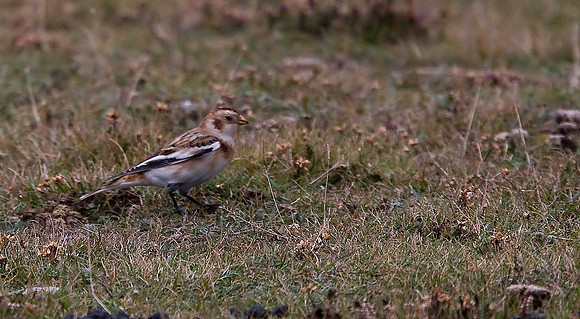 Snow Bunting