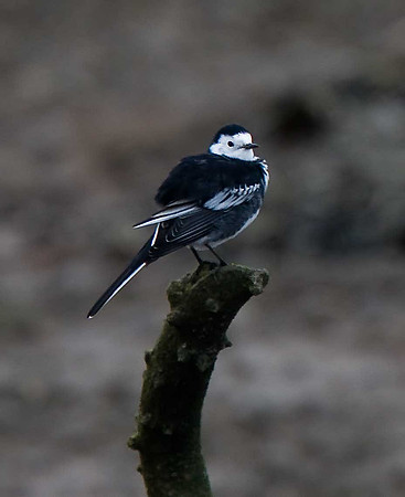 Pied Wagtail