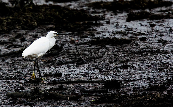 Little Egret