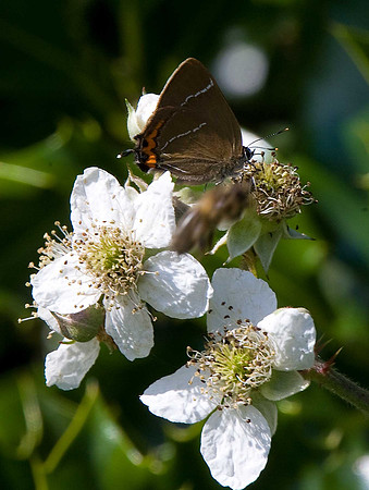 White Letter Hairstreak