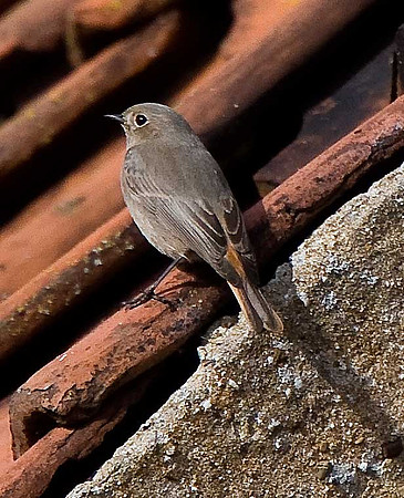 Black Redstart