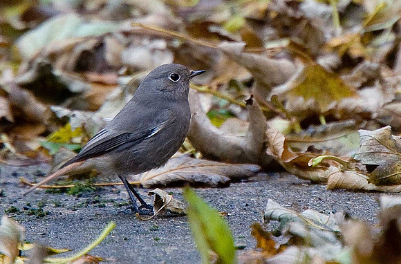 Black Redstart