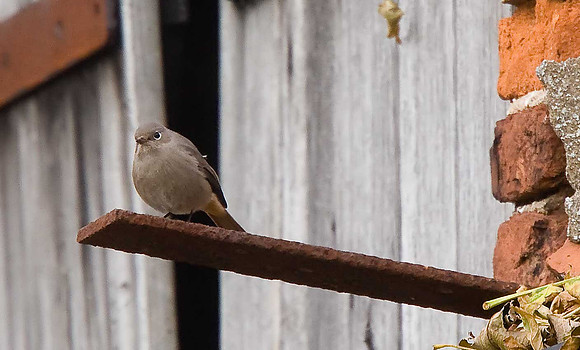 Black Redstart