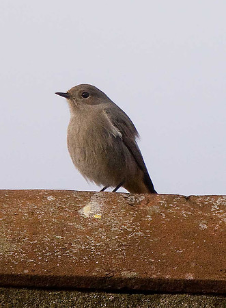 Black Redstart