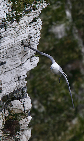 Fulmar