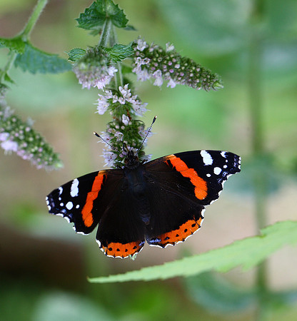 Red Admiral