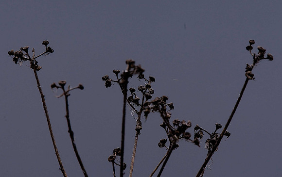 Marsh Sow-thistle