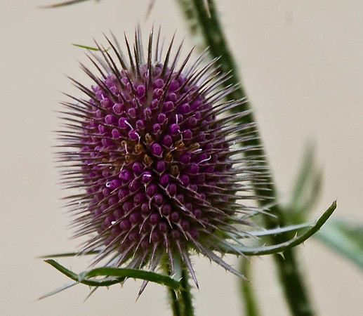 Teasel
