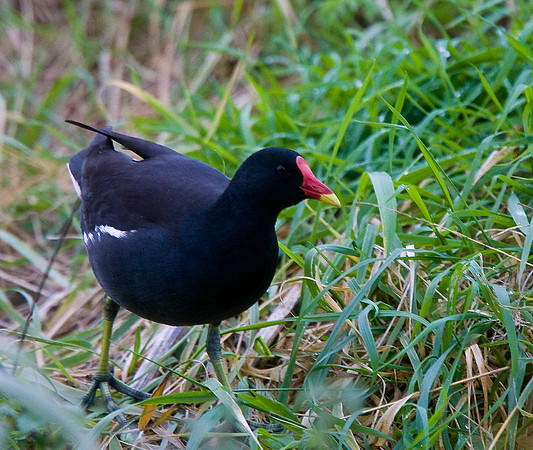 Moorhen