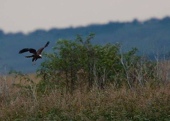 Marsh Harrier