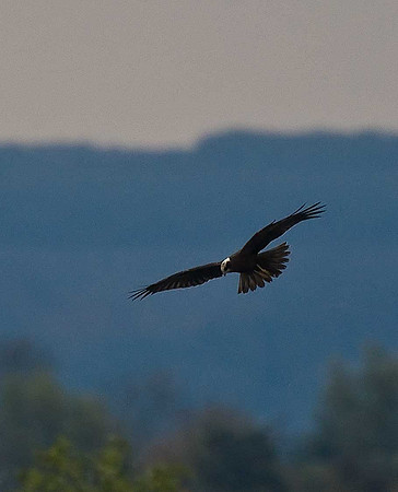Marsh Harrier