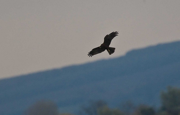 Marsh Harrier