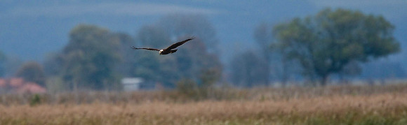 Marsh Harrier