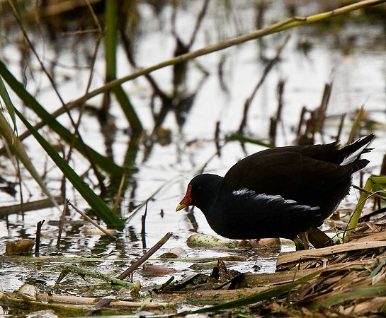 Moorhen