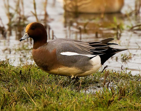 Wigeon