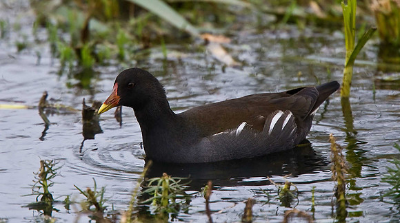 Moorhen
